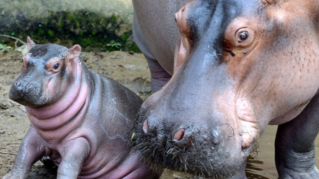 Encontro com a natureza e animais de todo o mundo, perfeito para a família.